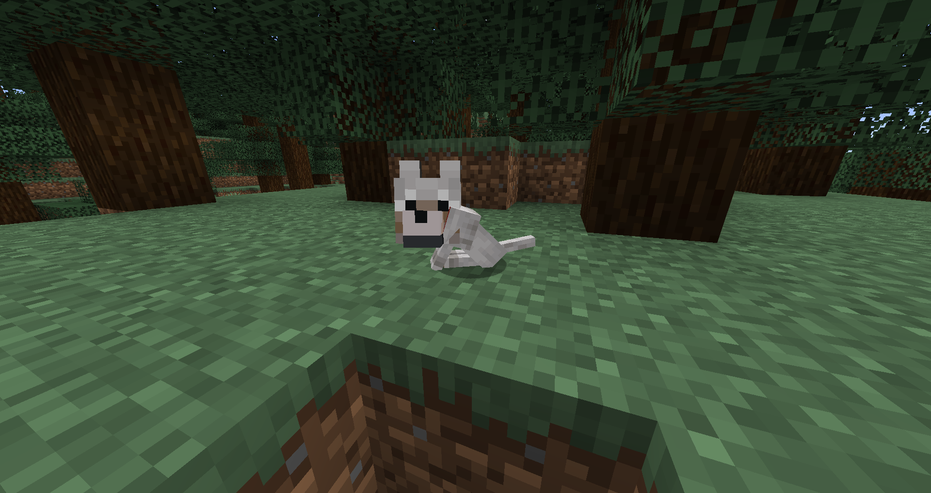 how to get wolves to spawn in minecraft how to get wolves to spawn in minecraft