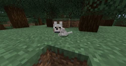 A tamed pup sitting.