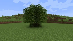 A balloon oak tree.