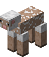 Sheared White Sheep