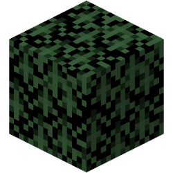 Spruce Leaves