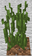 Tall Grass BE1.png