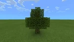 Dying Tree