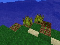 Aprenda à Fazer uma Plantação de Trigo em Minecraft - Colmeia : O