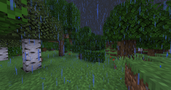 Stormforest