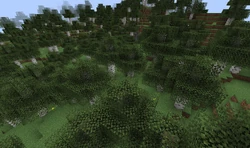 Yet another view of the Birch Forest.