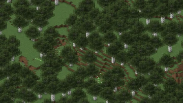 Birch_Forest