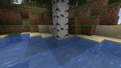 A birch tree on the sand, caused when the dirt it was on was replaced by sand.