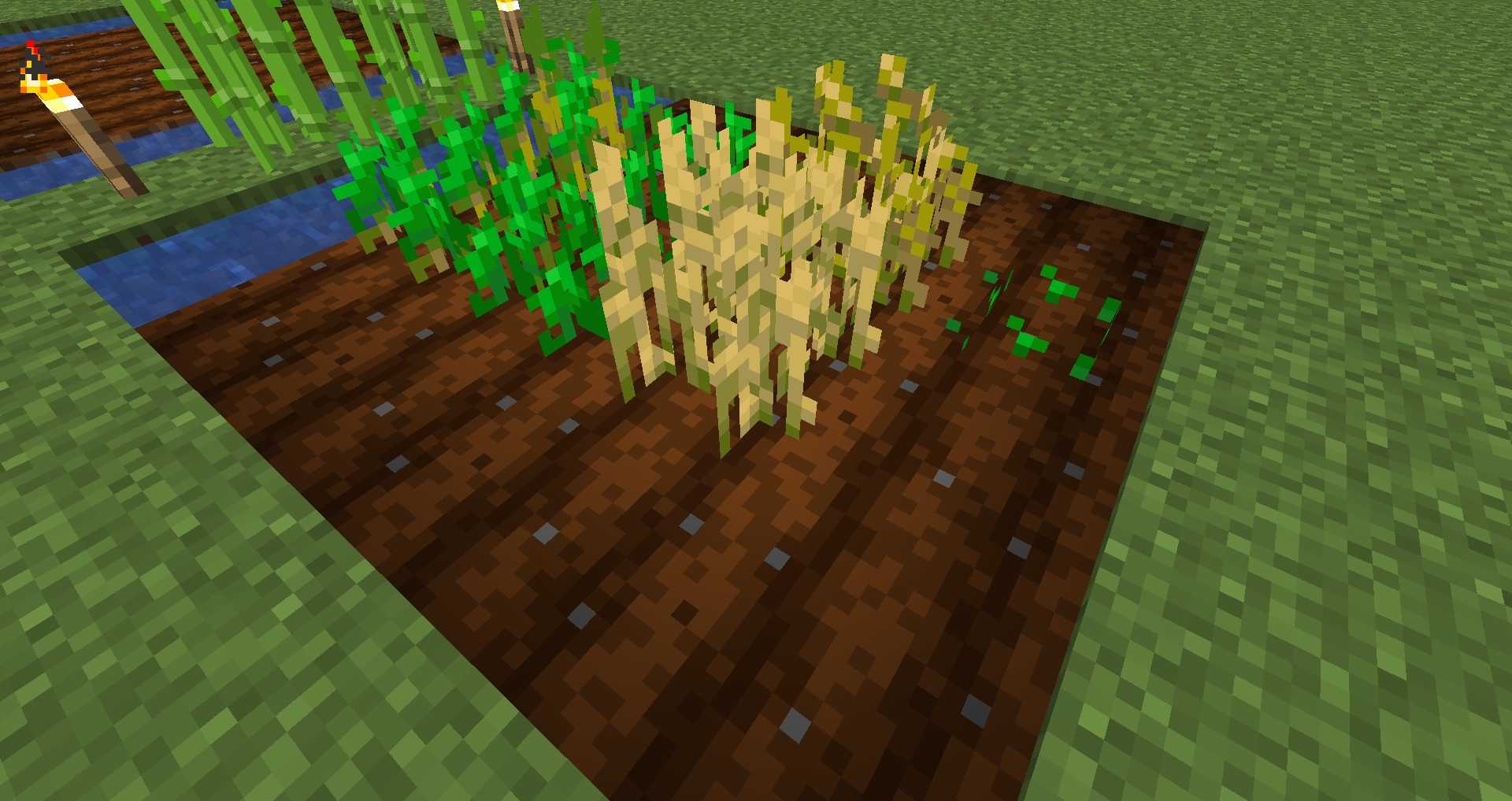 minecraft wheat