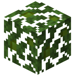 Birch Forest
