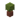 Potted Azalea JE1 BE1