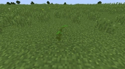 Kelp placed outside of water using the /setblock command before 18w07b.
