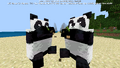 Two pandas sitting up, eating bamboo.
