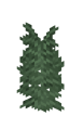 Taiga large fern
