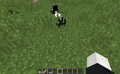 Third image of Toast.