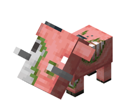 Zoglin piglet