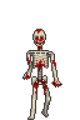 Skeleton