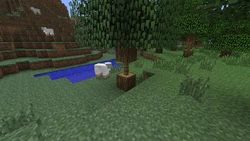 Trees damaged by "beavers" according to Jeb.