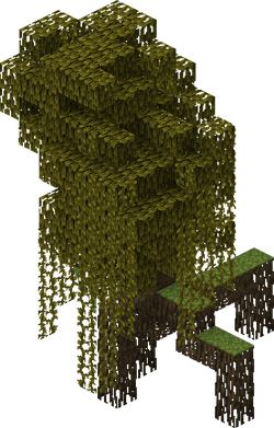 A mangrove tree.