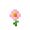 Pink Daisy (texture)