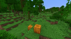 Pumpkins in a jungle.