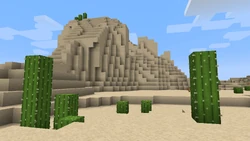 Cactus