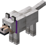 Tamed Wolf with Purple Collar