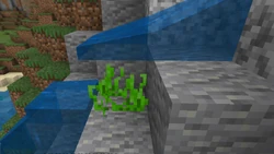 Sea grass out of water.