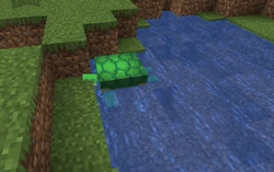 A turtle swimming in a small pool of water.