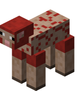 Sheared Red Sheep