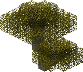  Acacia