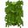 Big Leaves Old Bamboo BE1.png