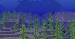 Naturally generated kelp near the shore.