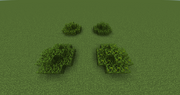 Bush Trees