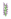 Lilac JE3 BE1