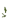 Stem Age 12 JE2