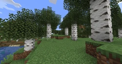 A Birch Forest.