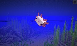 Axolotl Official Minecraft Wiki Axolotl Official Minecraft Wiki