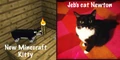 Minecraft tuxedo cat next to Jeb's tuxedo cat.