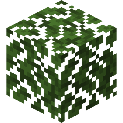 Birch Forest