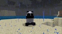 Un panda inquiet couvrant ses yeux durant un orage.
