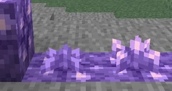 The first image of amethyst buds.