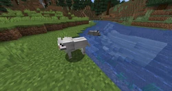 Wolves have a darker texture when they are swimming or when it's raining.