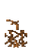Attached Stem Age 15 JE1.png