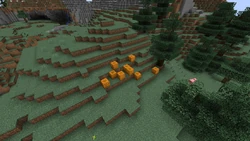 A pumpkin patch in a windswept hills biome.