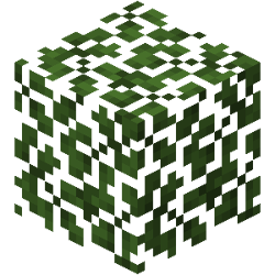 Birch Forest