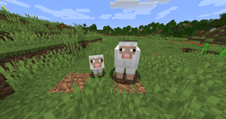 Adult and Baby Sheep.png