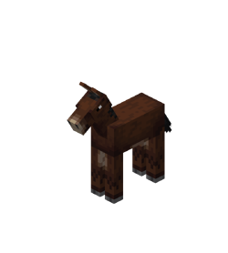Mule foal