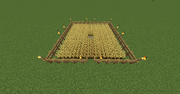 Wheat farm with fences