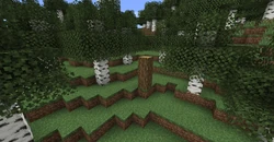 Birch leaves and logs